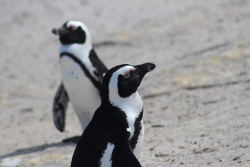 penguin of boulders beach