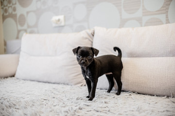 Black puppy toy terrier sitting on a sofa and playing with a hand and