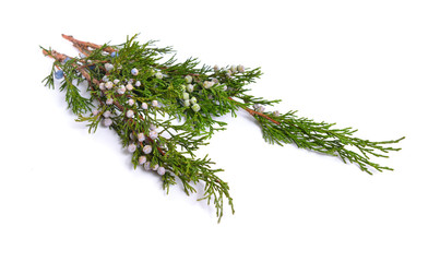 Cones and leaves of Juniper isolated on white background