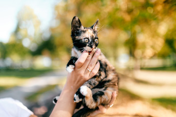 Little furry purebred pussycat portrait. Owner holding small kitten on autumn abstract background. Lovely cat with funny muzzle in woman hands looking around. Girl with her beloved pet playing outdoor