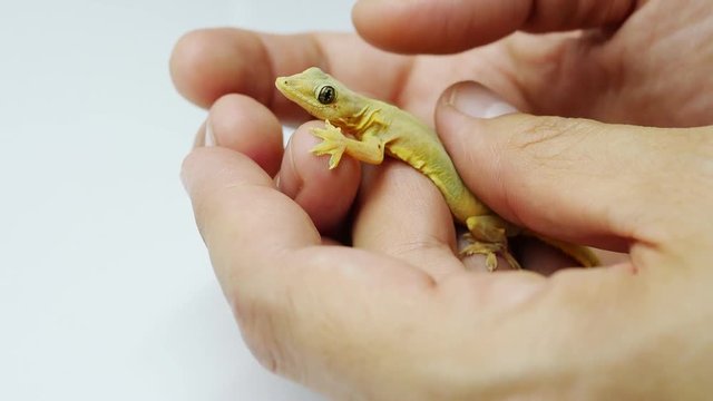 Close up of man playing with his small lizard friend in his hand - people and animal relationship concept