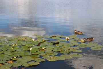 Enten im Wasser trinken aus einer Seerose, Fürstenberg an der Havel
