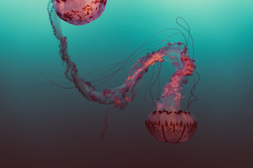 Lila gestreifte Qualle (Chrysaora Colorata)