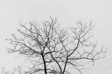 Bare tree in black and white - A closeup image of a bare tree in black and white during the fall season.