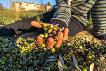 Harvested Olives iin Hand Close Up