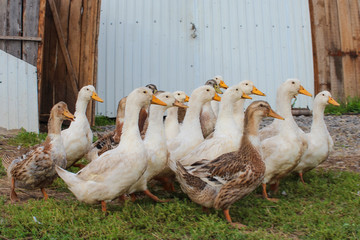 group of ducks