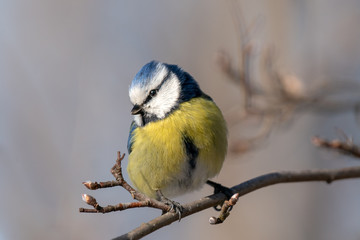 Beautiful close up of a Blue tit in spring sunshine