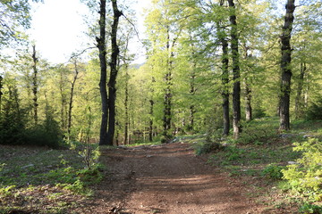 Fototapeta premium forest