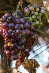 Bunch of overripe grapes, already somewhat rotten. 