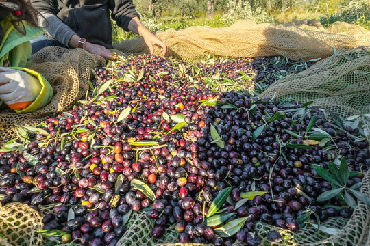 Close up of picked olives from Harvest In Italy - Powered by Adobe