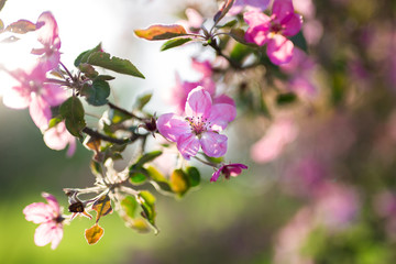 Blossom tree over nature background/ Spring flowers/Spring Background