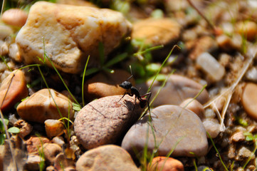 Hormiga sobre una piedra