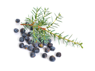 Cones and leaves of Juniperus communis isolated on white background