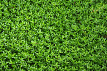 Green grass background