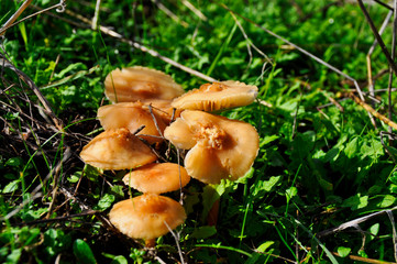 Setas caza de brujas