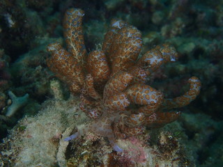 オオコノハミノウミウシ