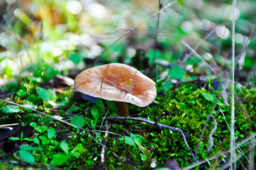 Seta venenosa primer plano