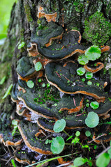 Liquen en la corteza de un árbol