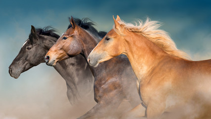 Horses herd portrait in motion with dark blue sky behind