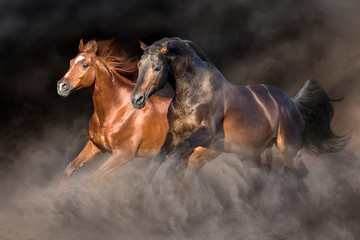 Two horse run gallop with dark background behind