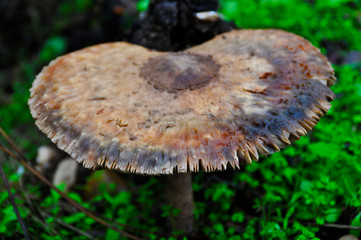 Seta venenosa primer plano