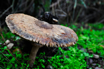 Seta venenosa primer plano