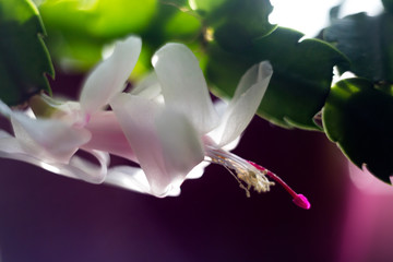 shlumbergera flower