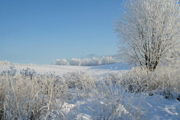 field with bushes and trees in hoarfrost on a winter day