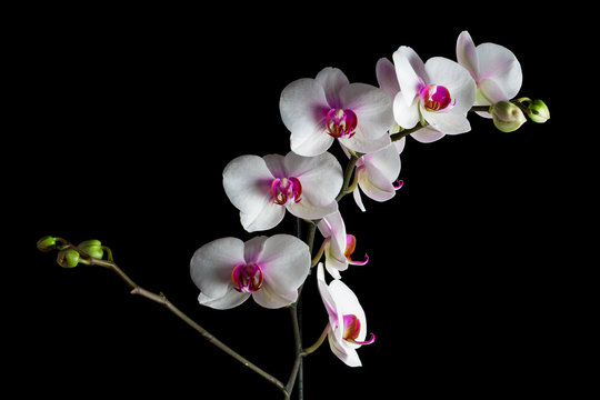 Orchidea