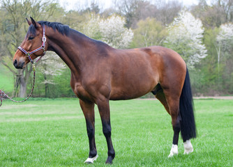 horse conformation