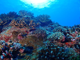 Naklejka na ściany i meble 珊瑚礁