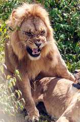 Lions in the jungle of Kenya in Africa