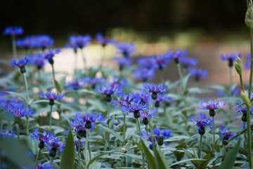 Naklejka premium Flowerbed with garden cornflowers closeup