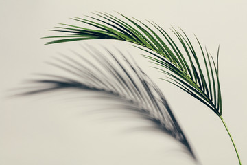 Obraz premium Exotic green leaf and its shadow on light background.