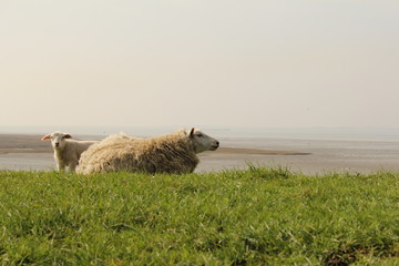 a white sheep lying at the sea wall in spring with a salt marsh in the background