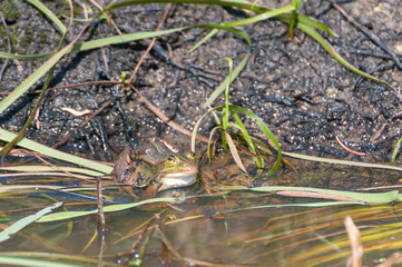 Teichfrosch