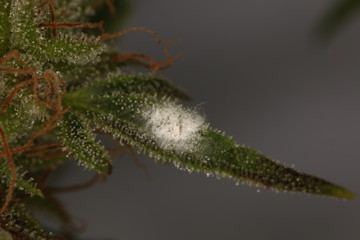 white mold on the plant cannabis