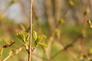 branch with green leaves close-up in spring in the garden