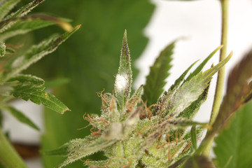 white mold on the plant cannabis