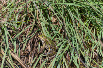 Teichfrosch