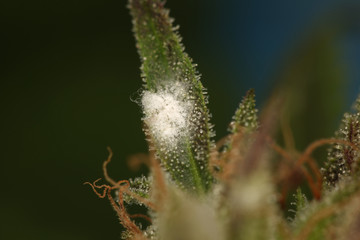white mold on the plant cannabis