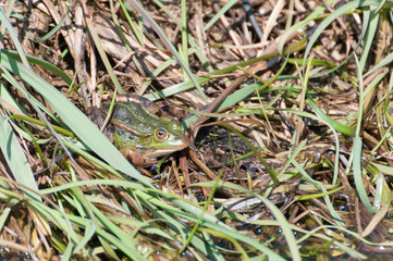 Teichfrosch