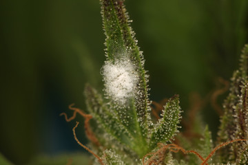 white mold on the plant cannabis