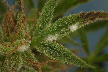 white mold on the plant cannabis