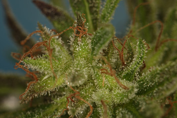 white mold on the plant cannabis