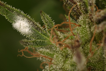 white mold on the plant cannabis