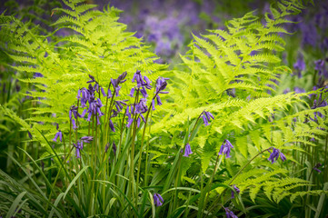 Bluebells and Ferns