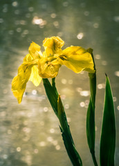 Yellow Water Iris (Iris pseudacorus)