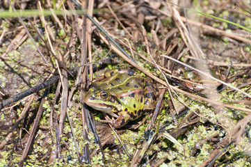 Teichfrosch