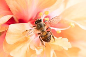Honey Bee and flower in Nature Background.